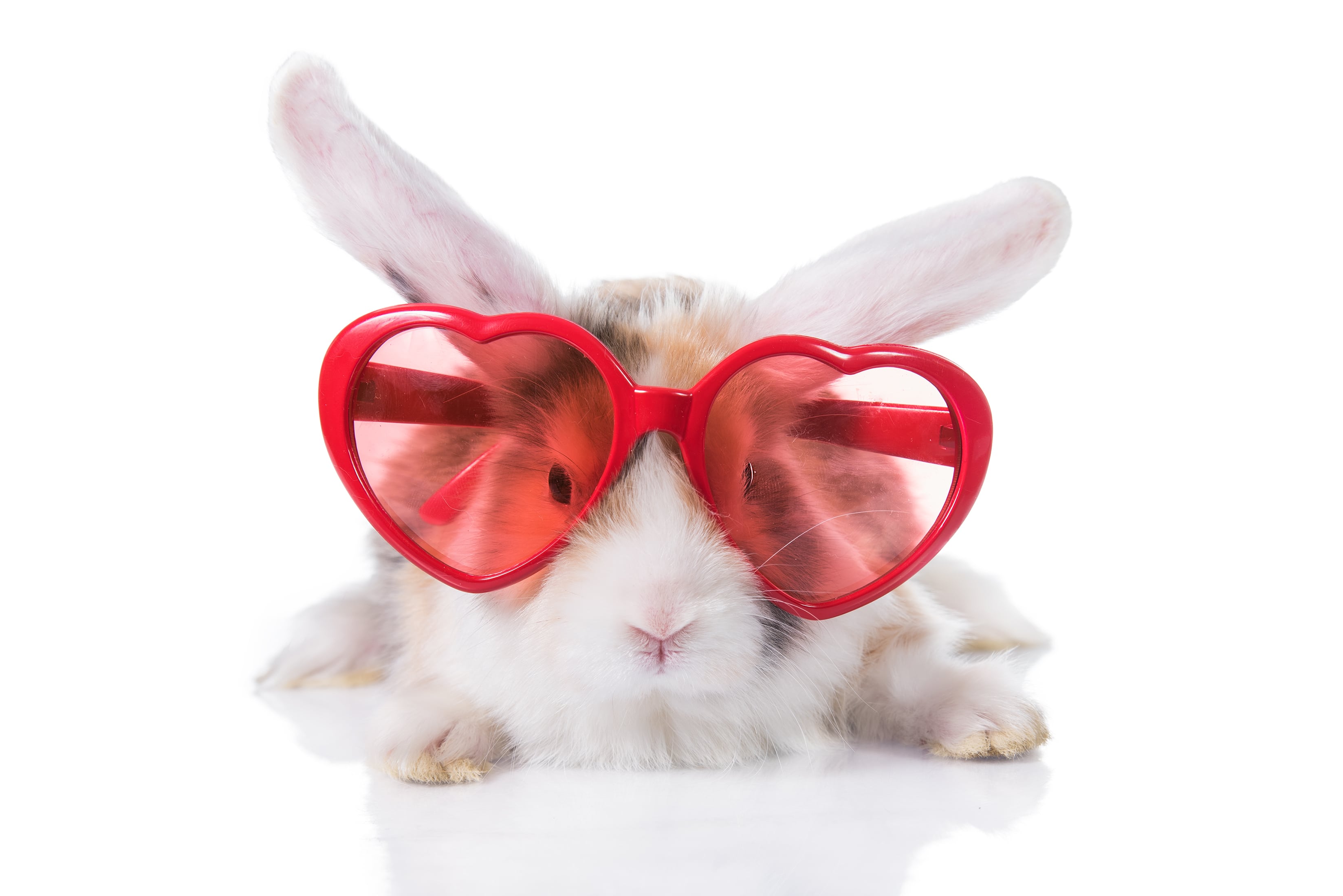 A cure bunny in heart glasses representing what to pack for a bunny boarding stay