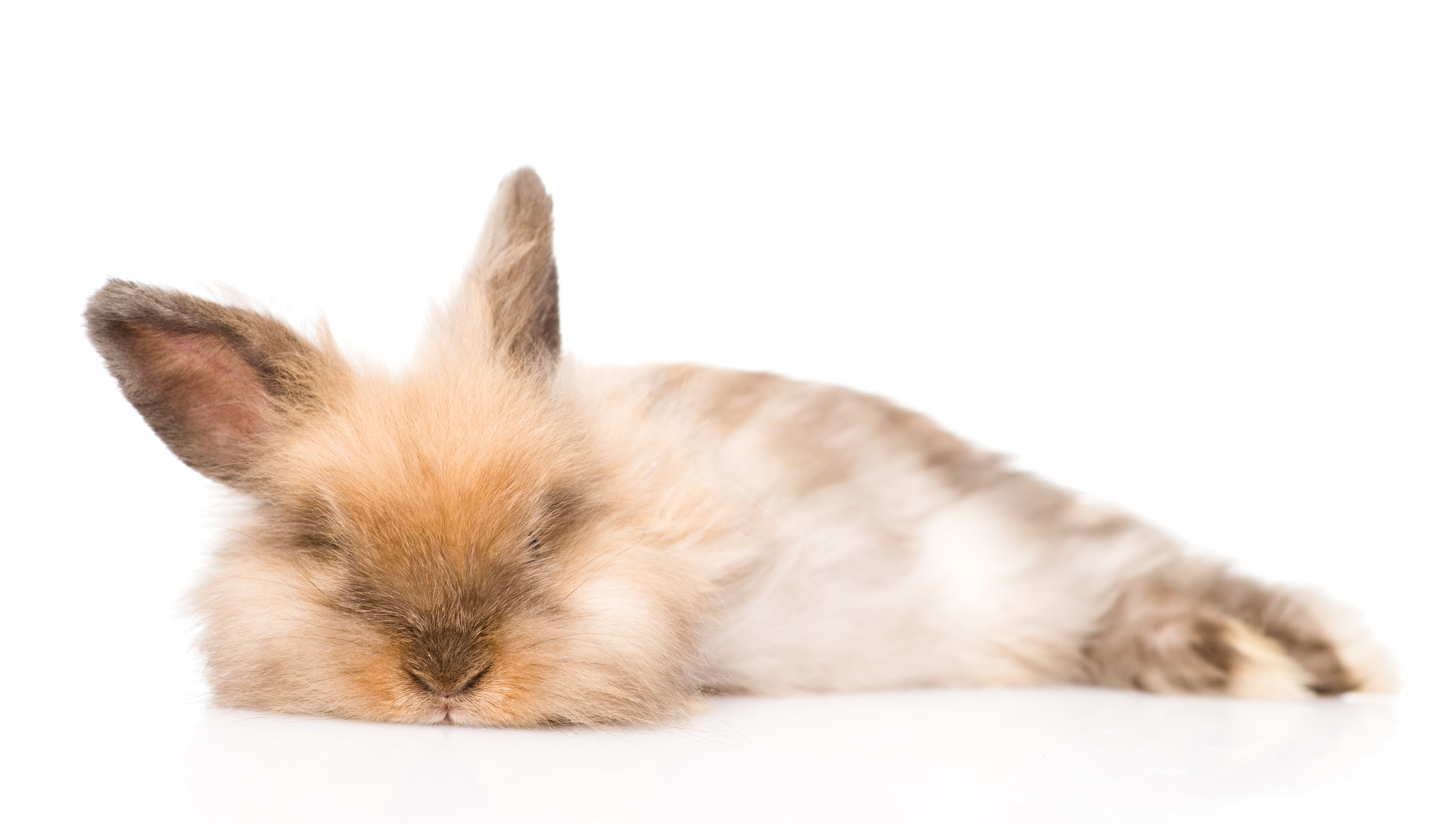 A relaxed bunny showing the vibe you get at our luxury indoor rabbit and guinea pig boarding hotel in Melbourne
