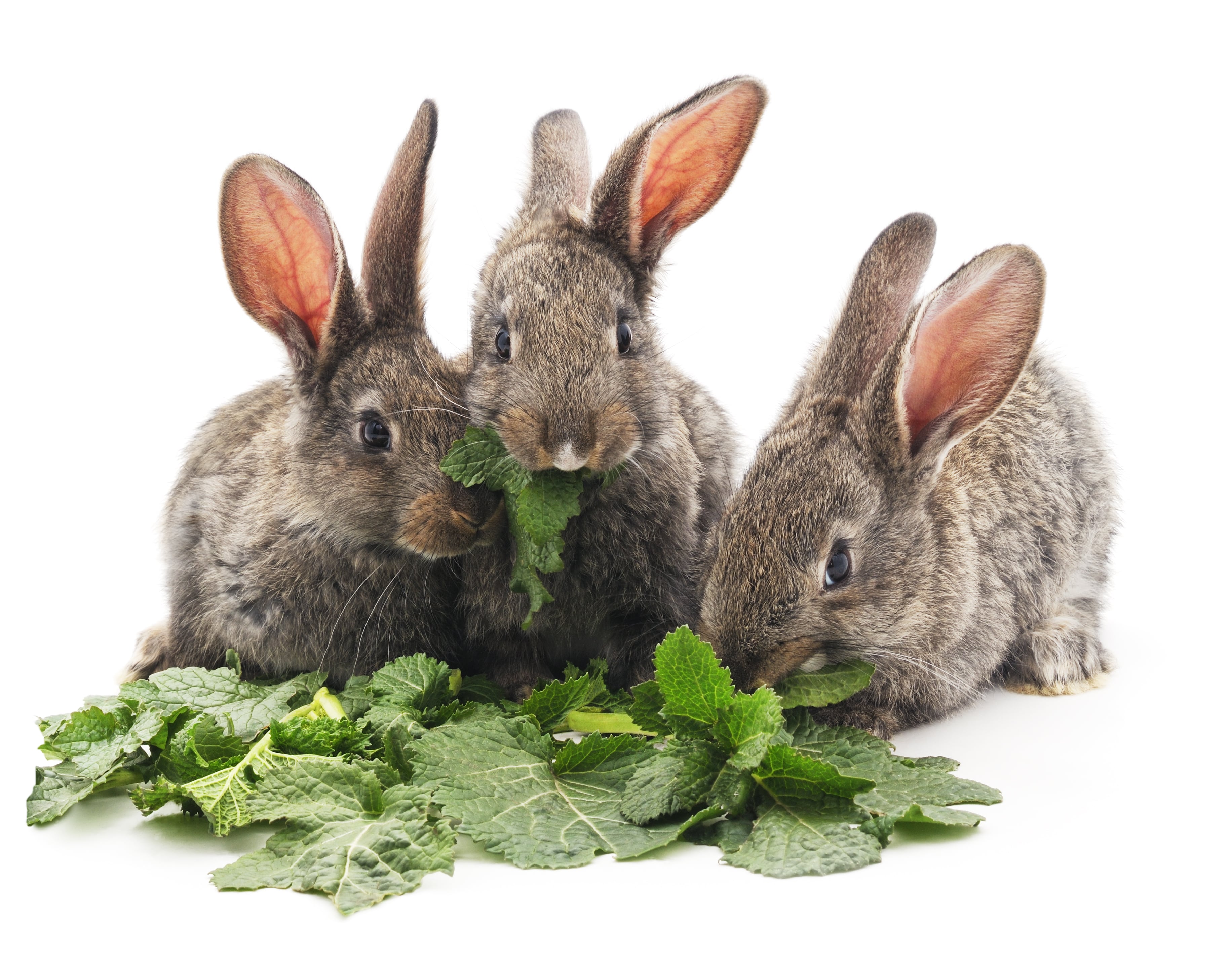 Three bunnies eating greens showing the unlimited vegetables your pets get at our rabbit boarding hotel in Melbourne