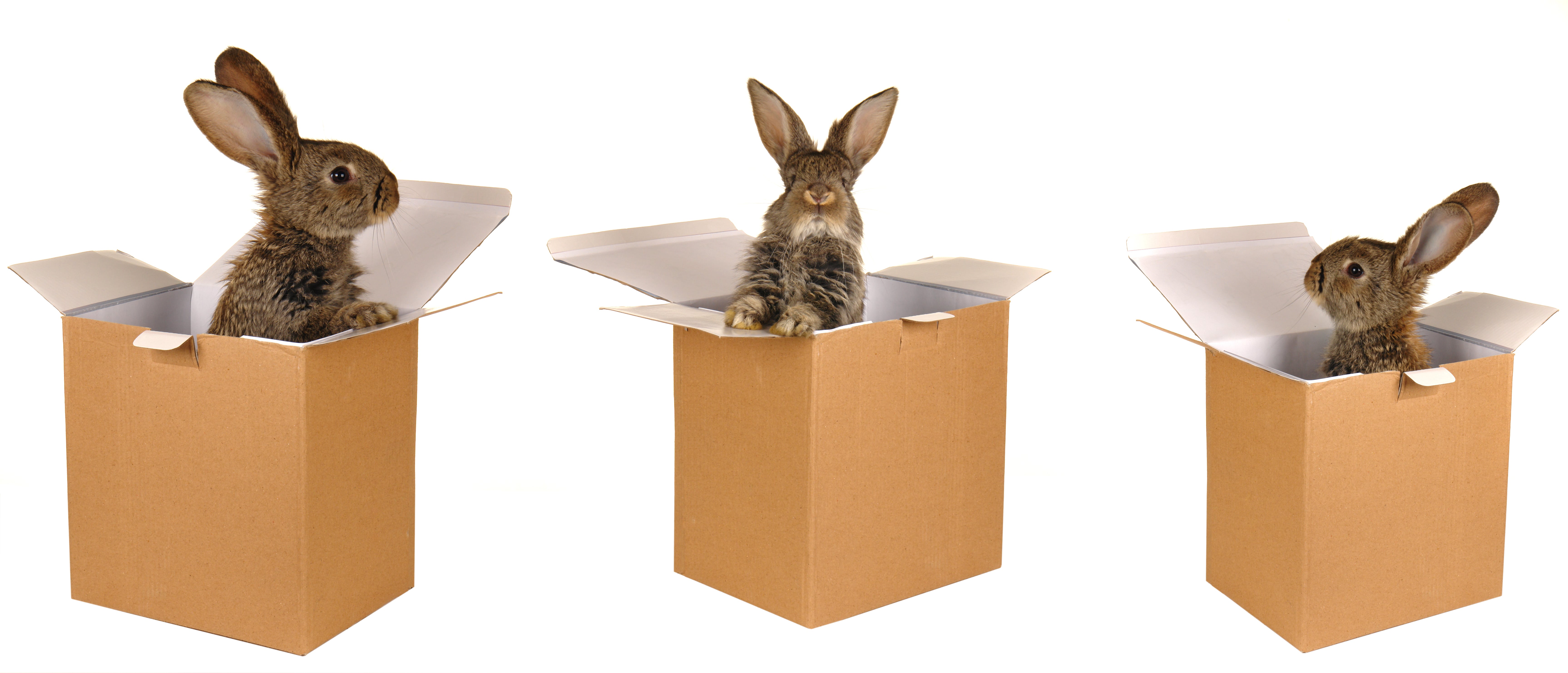 Three cute bunnies in boxes showing that Willow Woods ticks all the boxes of being the best Rabbit & Guinea Pig boarding facility in Melbourne!