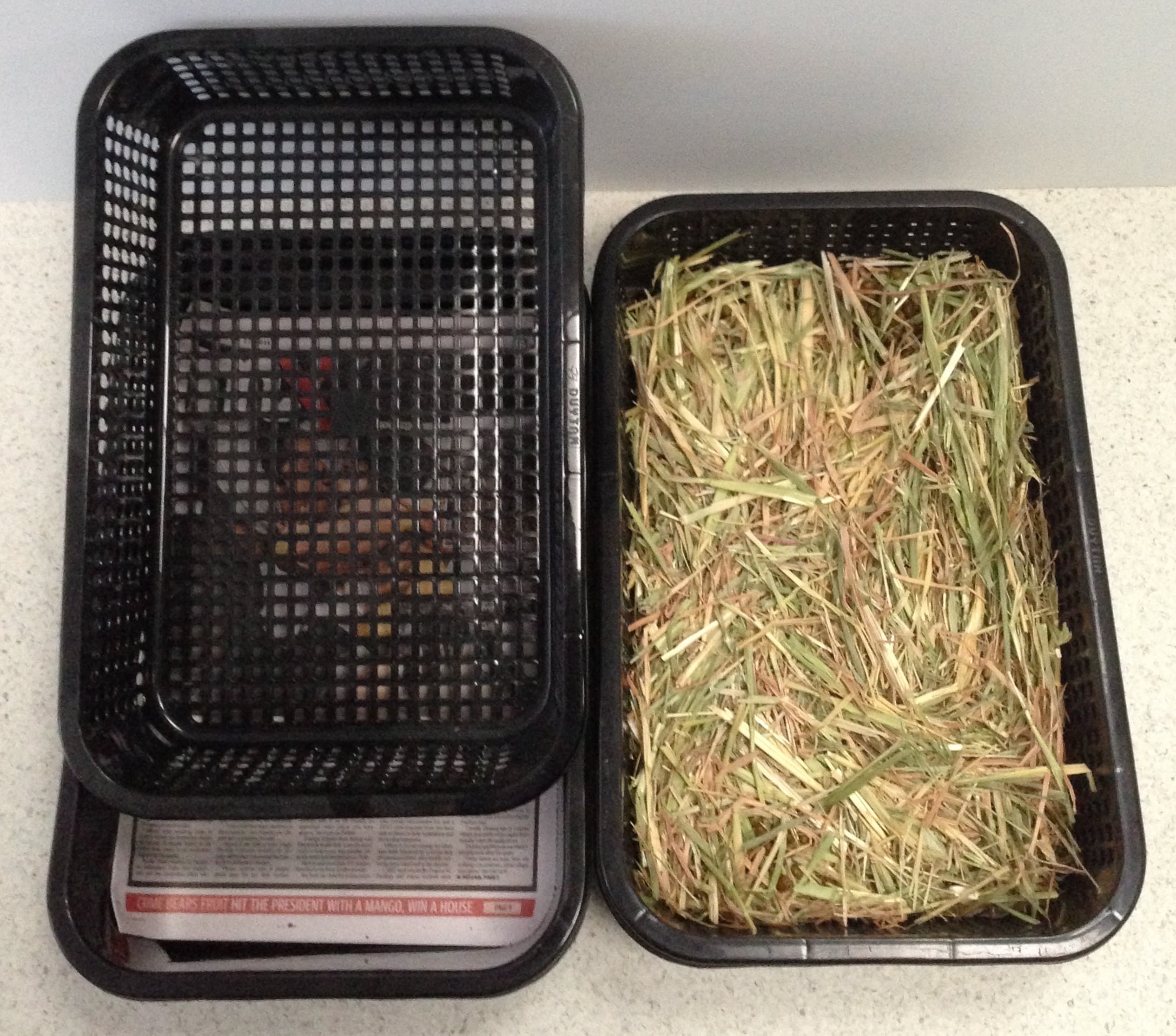 Hay in a container for bunnies at our rabbit boarding hotel in Melbourne