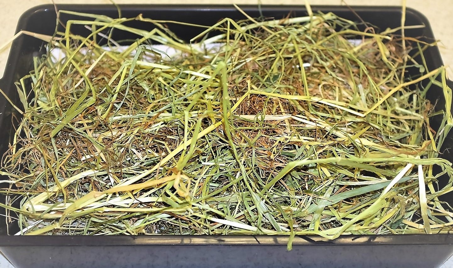 Tasty hay in a container for our little guests